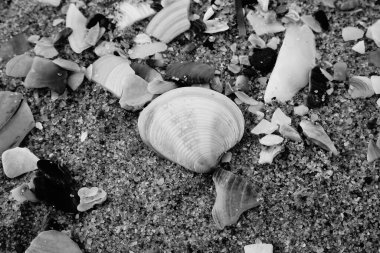 Kumsalda deniz kabukları - deniz kenarında