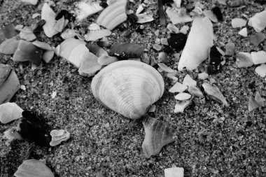 Kumsalda deniz kabukları - deniz kenarında