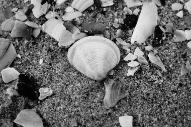 Kumsalda deniz kabukları - deniz kenarında