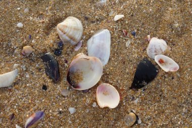 Kumsalda deniz kabukları - deniz kenarında
