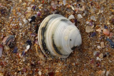 Kumsalda deniz kabukları - deniz kenarında