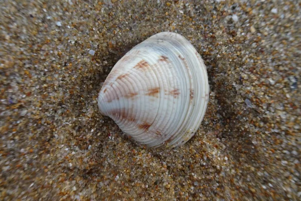 Coquilles Sur Plage Bord Mer — Photo