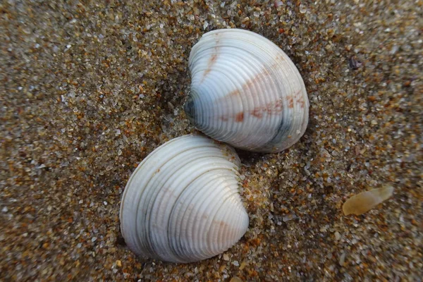 Coquilles Sur Plage Bord Mer — Photo