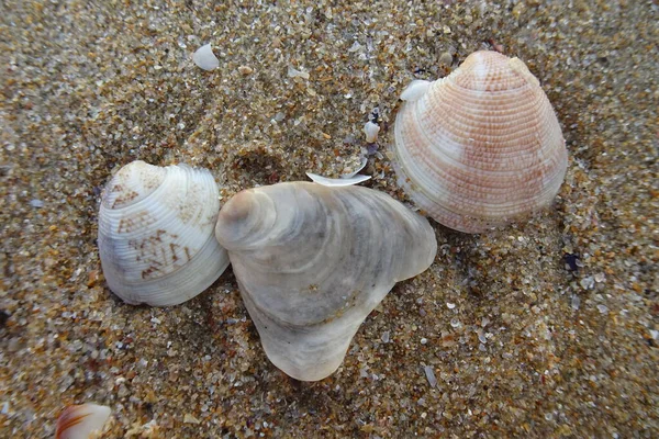 Coquilles Sur Plage Bord Mer — Photo