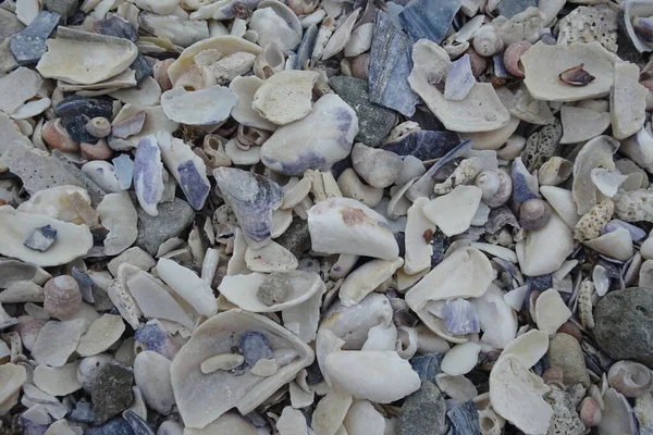 Conchas Playa Junto Mar — Foto de Stock
