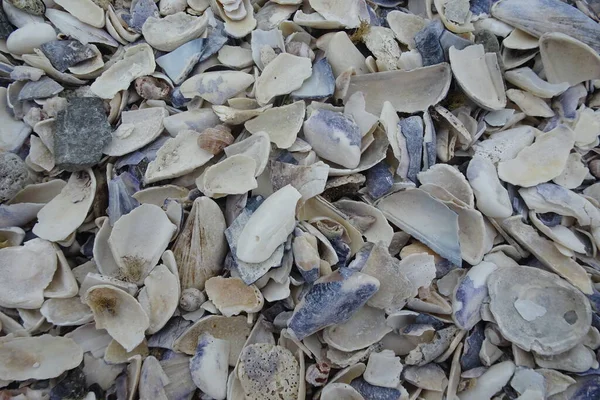Kagylók Strandon Tengerpart — Stock Fotó