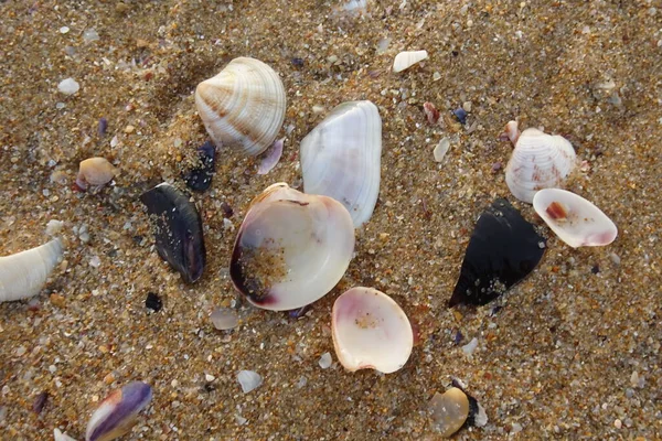 Снаряди Пляжі Приморські — стокове фото