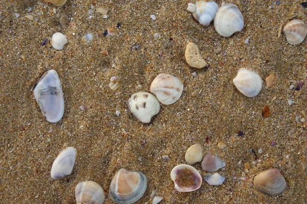 Kagylók Strandon Tengerpart — Stock Fotó