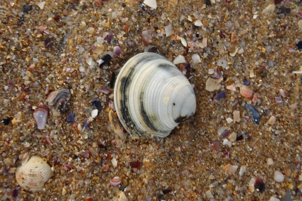 Coquilles Sur Plage Bord Mer — Photo