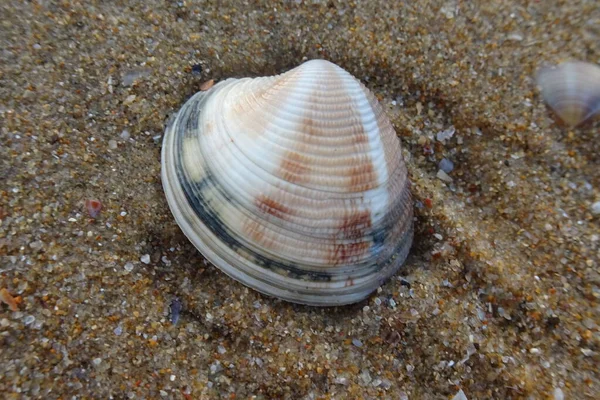 Kagylók Strandon Tengerpart — Stock Fotó