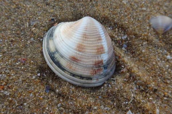 Kagylók Strandon Tengerpart — Stock Fotó