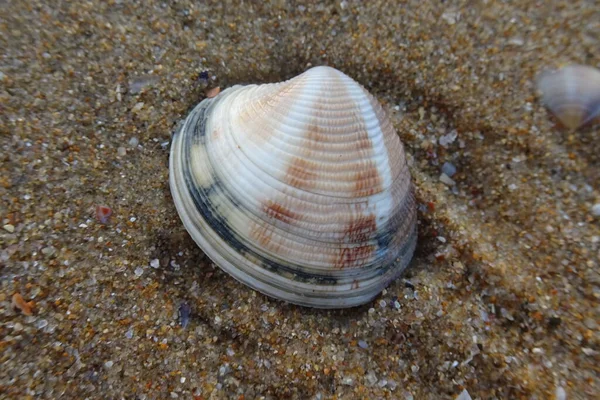 Kagylók Strandon Tengerpart — Stock Fotó