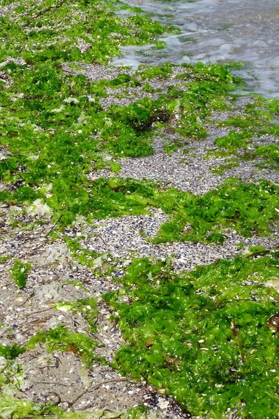 Algas Verdes Playa — Foto de Stock