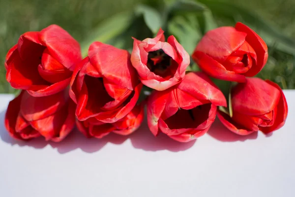 Tulipani rossi sull'erba, copiare lo spazio . — Foto Stock