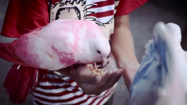 Beslenme saatinde benzersiz renkli güvercinler. — Stok video