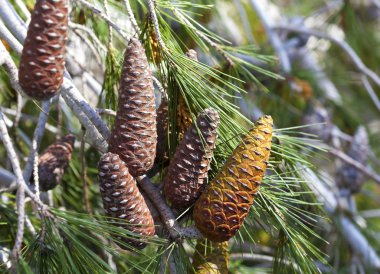 Ağaçta çam kozalakları