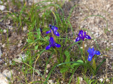 Zavallı topraklarında yaban süsen