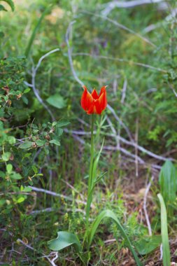 Ormandaki tek yabani lale