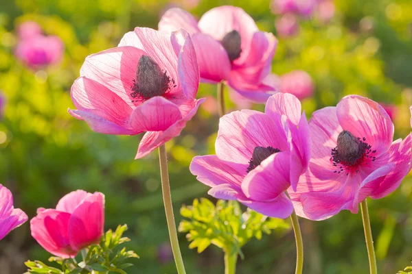 Rosa Pfingstrosen bei Sonnenuntergang — Stockfoto