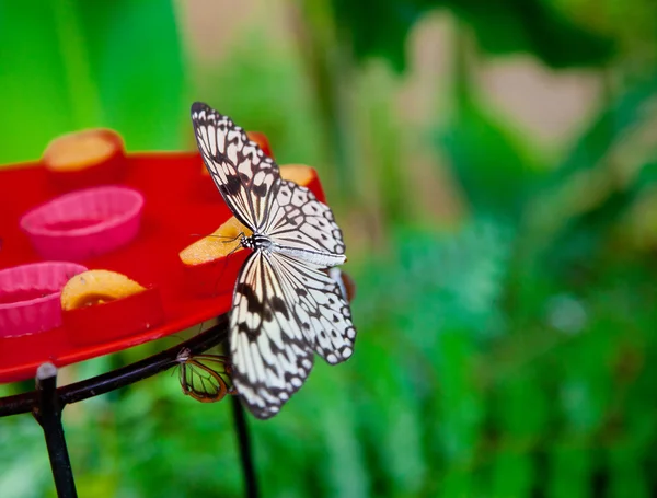 Paper kite butterfly feeding — Stock Photo, Image