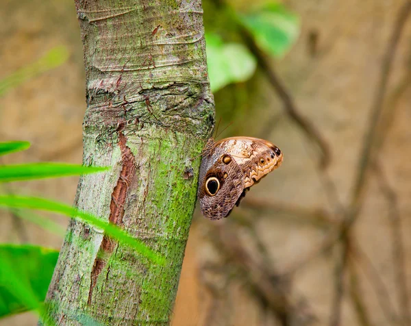 Owl butterfly on a tree — Stock Photo, Image