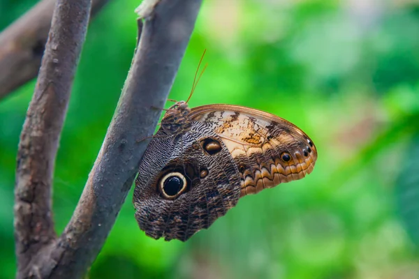 The Emperor Butterfly — Stock Photo, Image