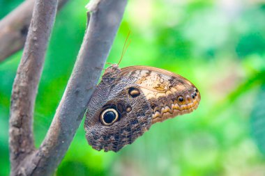 Yeşil arka plan üzerinde baykuş kelebek
