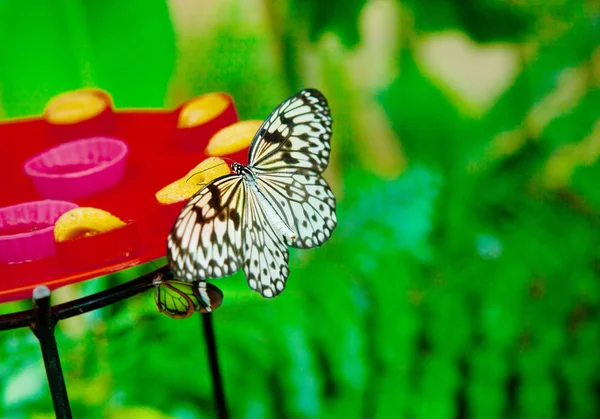 Idée Leuconoe papillon — Photo