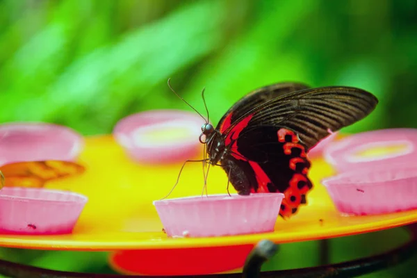 The Red Mormon butterfly feeding — Stock Photo, Image