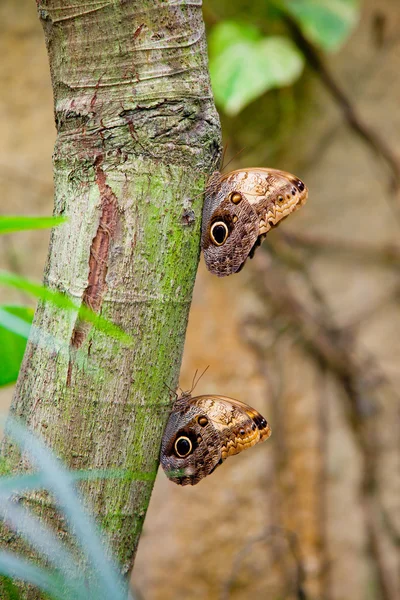 Two large Owl butterflies — Stock Photo, Image