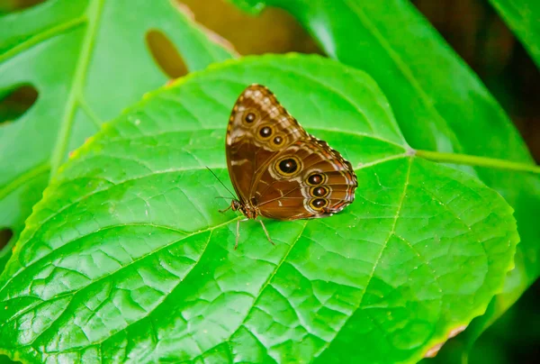 Голубая бабочка Морфо на листочке — стоковое фото