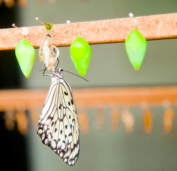 Young butterfly drying on its chrysalis — Stock Photo, Image