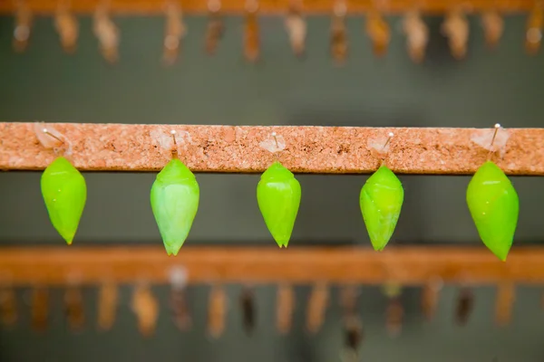 Line of butterfly chrysalises — Stock Photo, Image