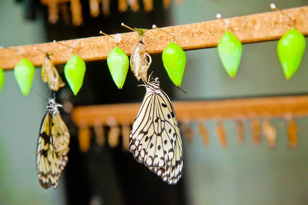 New butterflies on their chrysalises — Stock Photo, Image