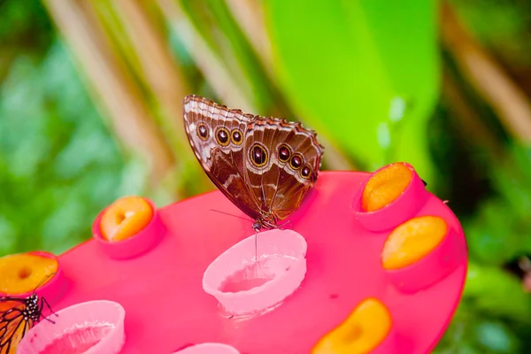 Emperor butterfly drinking honey — Stock Photo, Image