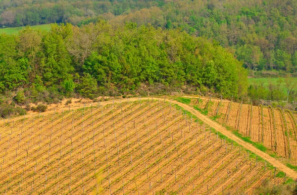 Виноградник на холме — стоковое фото