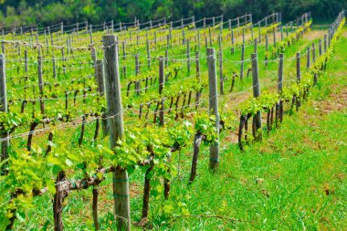 Genç bağ lahanası