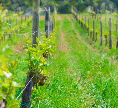 Bahar Ken'den odak bağ