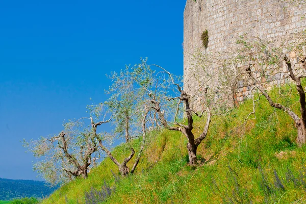 Fioritura primaverile vicino al muro del castello — Foto Stock