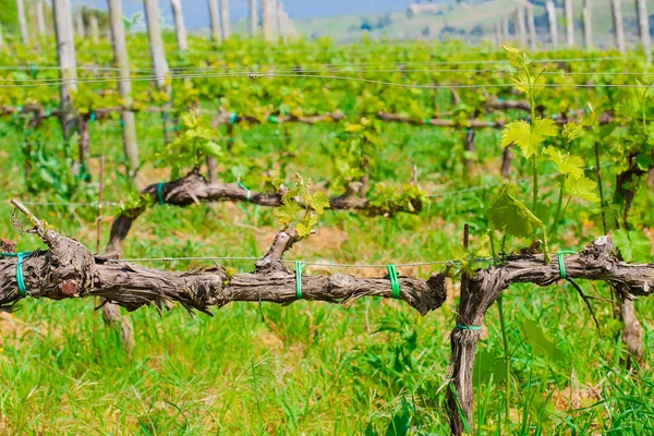 Unga vinstockar i vingården — Stockfoto