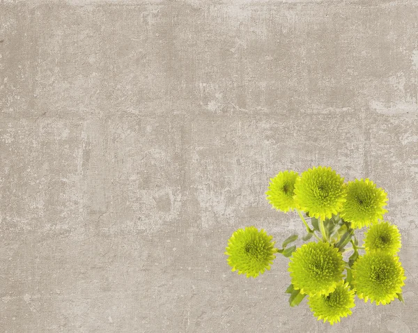 Tekstura tło zielony przycisk mamusie — Zdjęcie stockowe