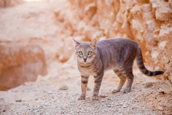 Desert valley cat — Stock Photo, Image