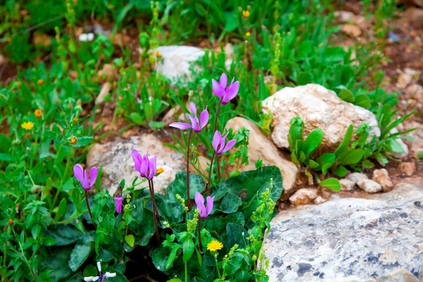 Cyclamen blühen neben der Straße — Stockfoto