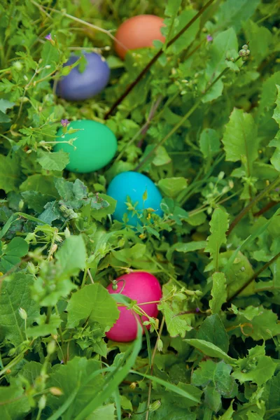 Easter hunt — Stock Photo, Image