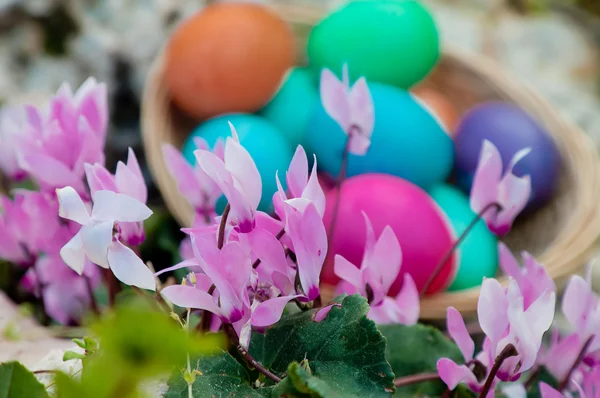 Flores cor de rosa Cyclamen e ovos de Páscoa — Fotografia de Stock