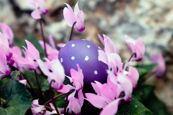 Huevo morado punteado en ciclamens — Foto de Stock