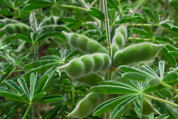 Leguminosas verdes planta crescente — Fotografia de Stock