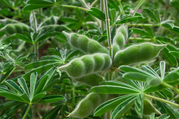 Groene peulvruchten plant groeit — Stockfoto