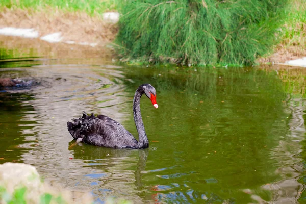 Black swan swimming along a pond — Stock Photo, Image