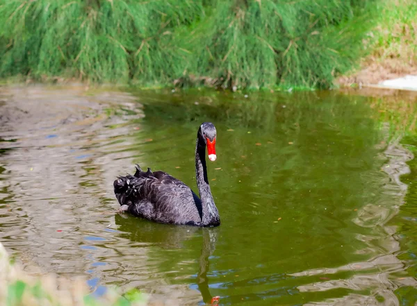 Black swan swimming on a pond — Stock Photo, Image